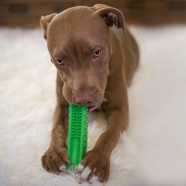 dog brushing own teeth