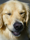 Consequences of Poor Canine Dental Health