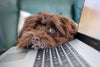 How to keep your dog entertained when working at home