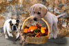 What you can feed your dog this Thanksgiving (and foods to avoid)