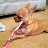 How Your Dog Can Brush Their Own Teeth!