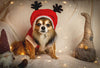 Holiday Foods to Share (or not) With Your Dog