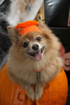 Five of Our Favorite Dog Costumes from Amazon