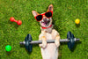 7 Ways to Get in Shape with your Dog!