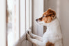 7 Tips to Keep Your Dog Happy While Working From Home