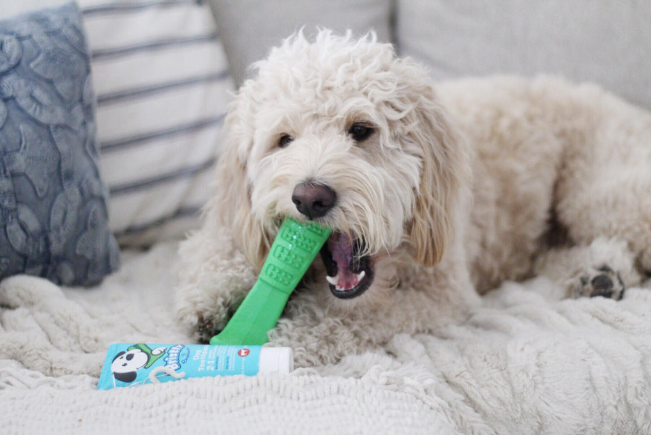 Dog chewing on Bristly toothbrush