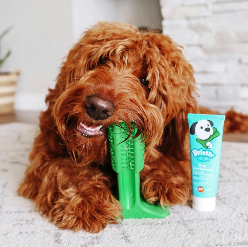 dog with toothbrush and toothpaste